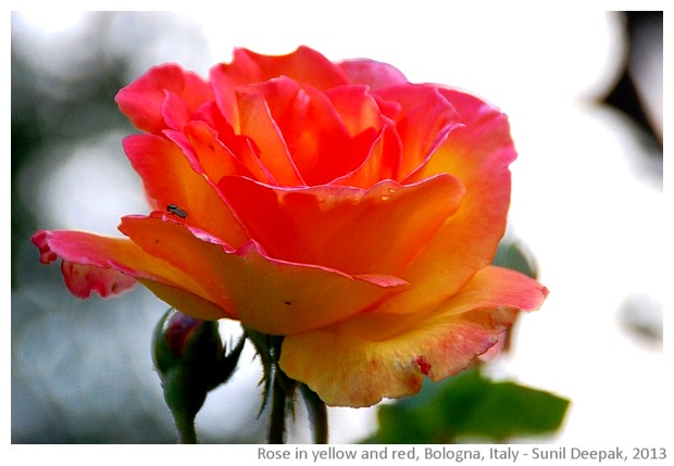 Tulip in yellow and red - images by Sunil Deepak, 2013