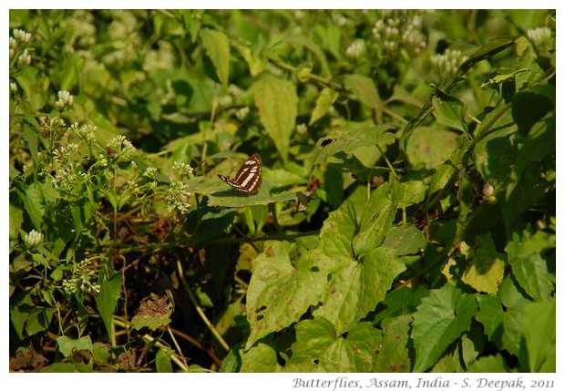 Butterflies, Assam, India - S. Deepak, 2011