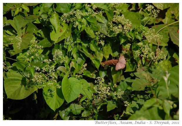 Butterflies, Assam, India - S. Deepak, 2011