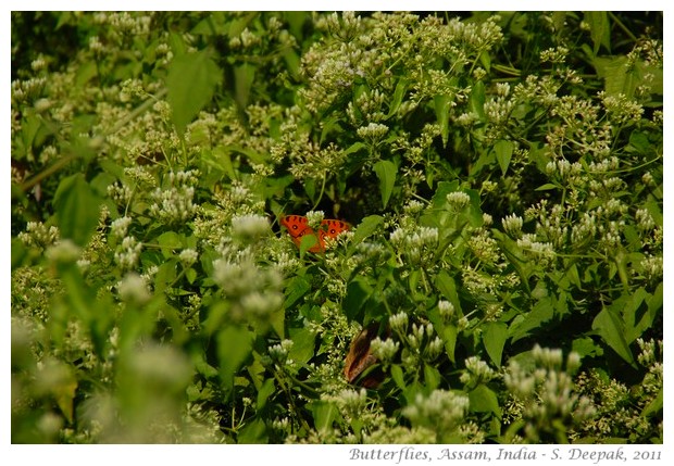 Butterflies, Assam, India - S. Deepak, 2011