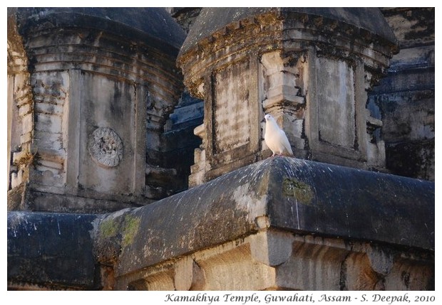 Kamakhya temple, Assam India - S. Deepak, 2010