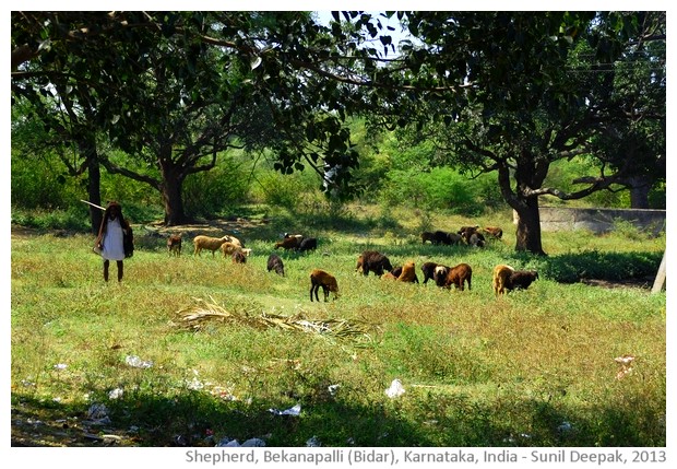 Sheep and plastic bags, Bekanapalli, Bidar, India - images by Sunil Deepak, 2013