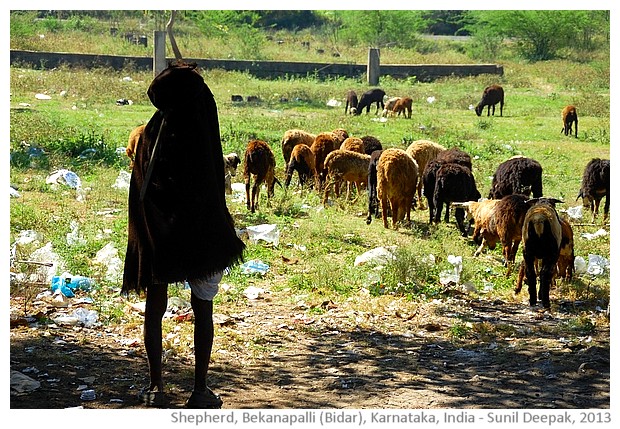 Sheep and plastic bags, Bekanapalli, Bidar, India - images by Sunil Deepak, 2013