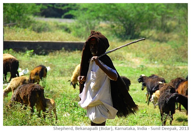 Sheep and plastic bags, Bekanapalli, Bidar, India - images by Sunil Deepak, 2013