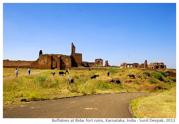 Buffaloes and Bidar fort ruins, Karnataka, India - images by Sunil Deepak, 2013