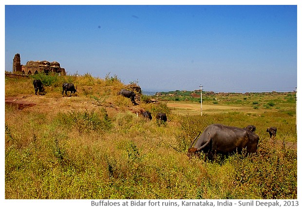 Buffaloes and Bidar fort ruins, Karnataka, India - images by Sunil Deepak, 2013
