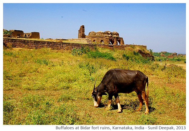 Buffaloes and Bidar fort ruins, Karnataka, India - images by Sunil Deepak, 2013