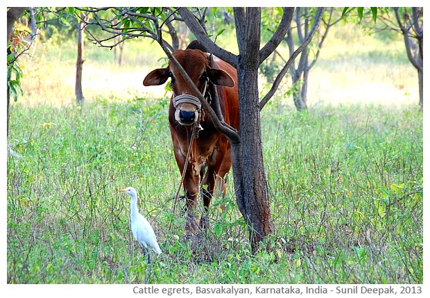 Cattle egrets, Basavakalyan, Karnataka, India - images by Sunil Deepak, 2013