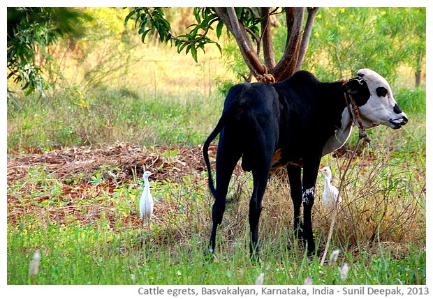 Cattle egrets, Basavakalyan, Karnataka, India - images by Sunil Deepak, 2013