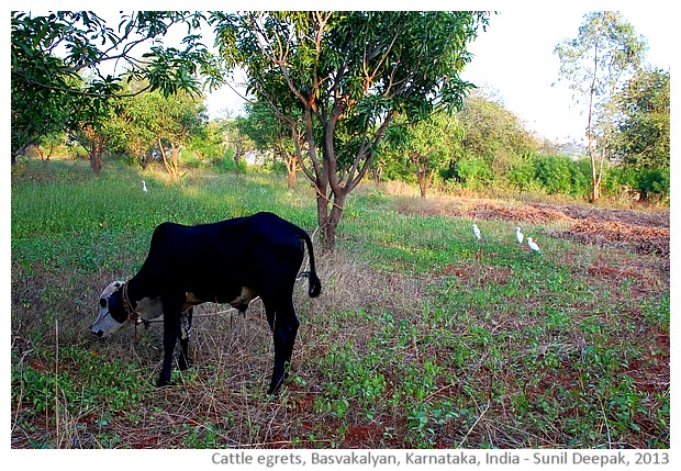 Cattle egrets, Basavakalyan, Karnataka, India - images by Sunil Deepak, 2013