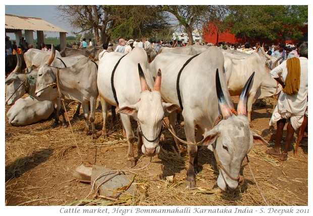 Cows at cattle market, Karnataka India - images by S. Deepak