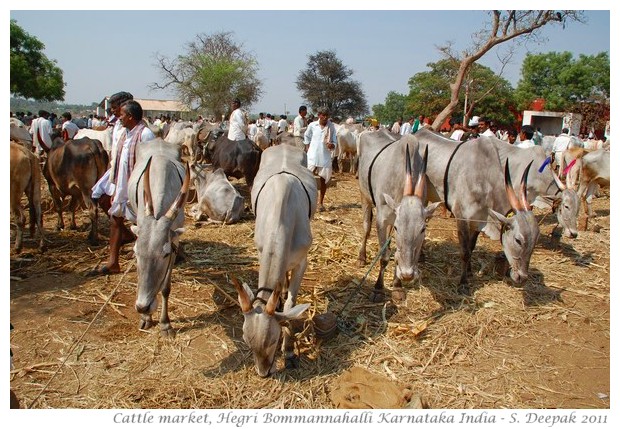 Cows at cattle market, Karnataka India - images by S. Deepak