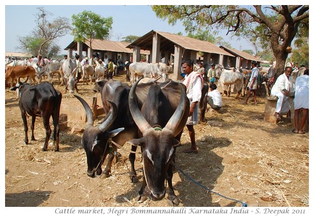 Cows at cattle market, Karnataka India - images by S. Deepak