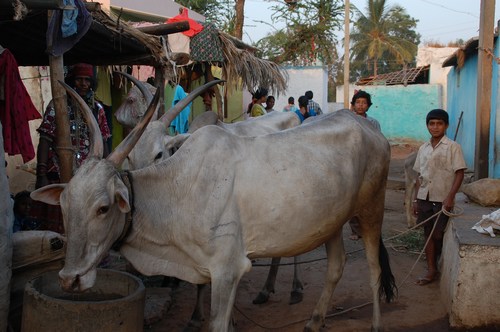 Lambadi gypsy village Thanda, Karnataka, India, image by Sunil Deepak