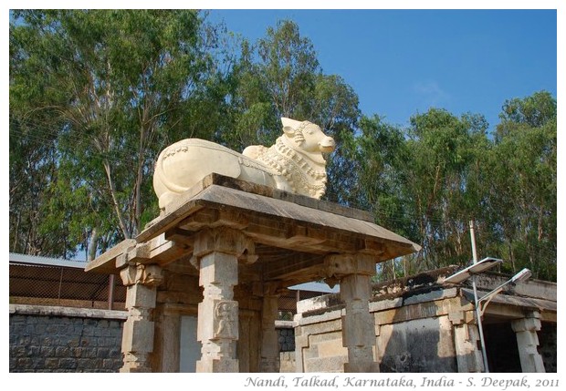 The sacred Nandi bull from temples in Talkad, India - S. Deepak, 2011