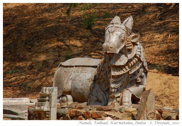 The sacred Nandi bull from temples in Talkad, India - S. Deepak, 2011