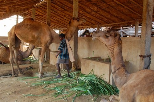 VSL agrotech project, Bellary district