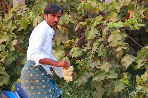 VSL agrotech project, Bellary district