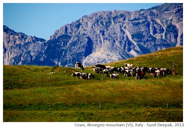 Cows, Novegno mountain, schio, Italy - images by Sun il Deepak