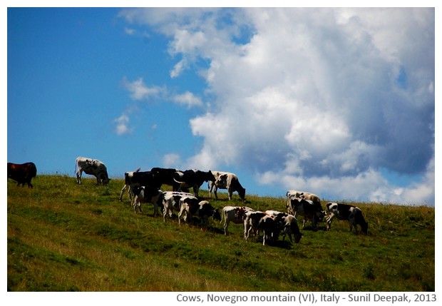 Cows, Novegno mountain, schio, Italy - images by Sun il Deepak