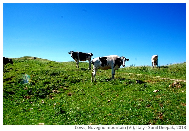 Cows, Novegno mountain, schio, Italy - images by Sun il Deepak