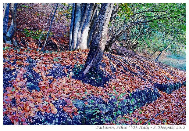 Autumn colours, Schio Vicenza Italy - S. Deepak, 2012