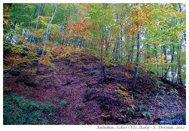 Autumn colours, Schio Vicenza Italy - S. Deepak, 2012