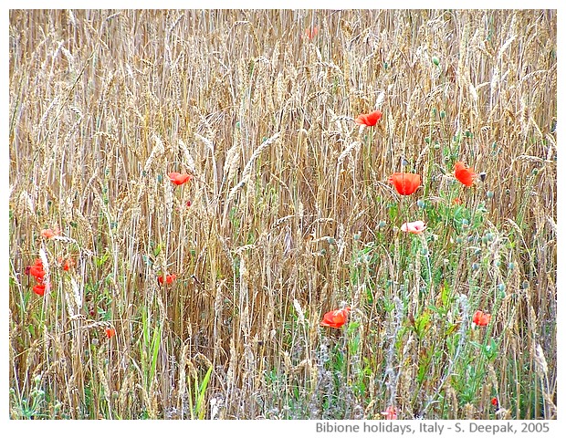 Holidays in Bibione, Italy - images by Sunil Deepak, 2005