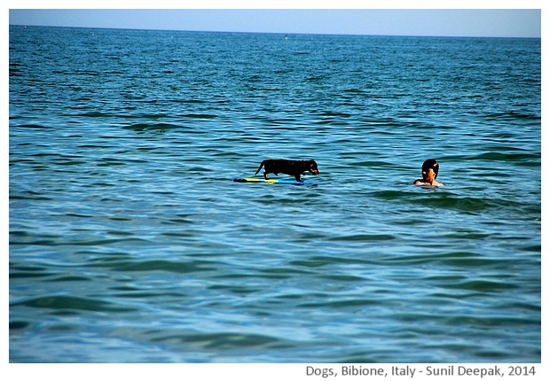 Black dogs, Bibione, Italy - images by Sunil Deepak, 2014