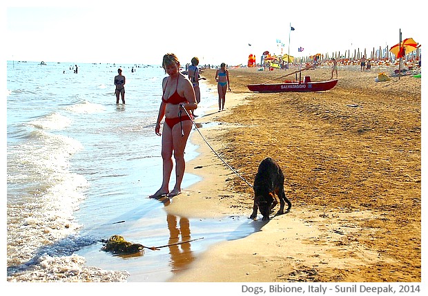 Black dogs, Bibione, Italy - images by Sunil Deepak, 2014