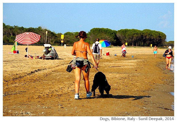 Black dogs, Bibione, Italy - images by Sunil Deepak, 2014