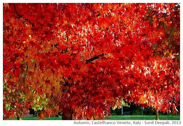 Autumn, Castelfranco Veneto, Italy -images by Sunil Deepak, 2013