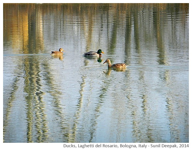 Ducks, lake and leafless trees, Bologna, Italy - images by Sunil Deepak, 2014