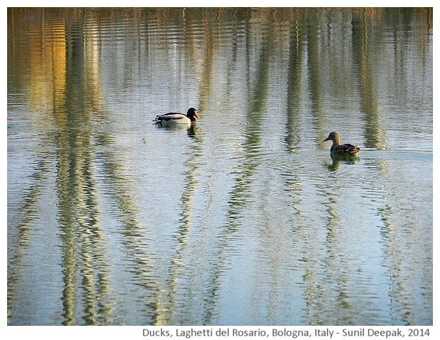 Ducks, lake and leafless trees, Bologna, Italy - images by Sunil Deepak, 2014