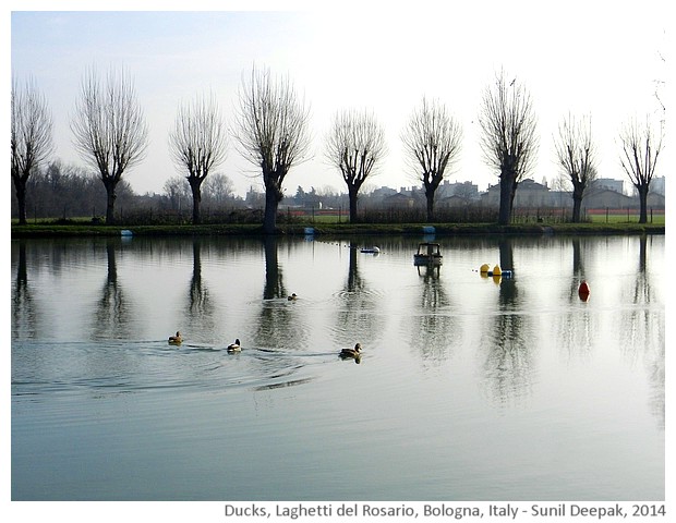 Ducks, lake and leafless trees, Bologna, Italy - images by Sunil Deepak, 2014