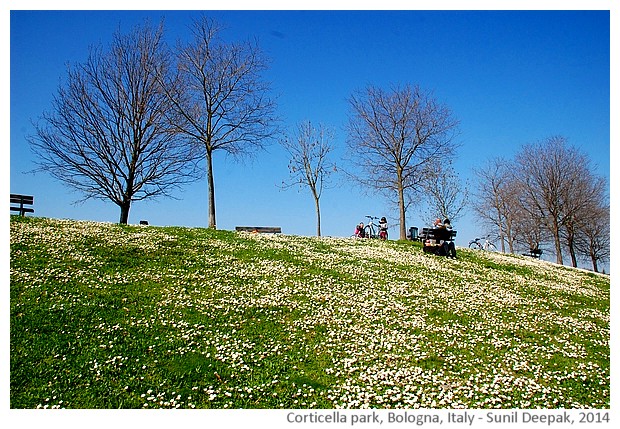 White flowers of spring, Corticella park, Bologna - images by Sunil Deepak, 2014