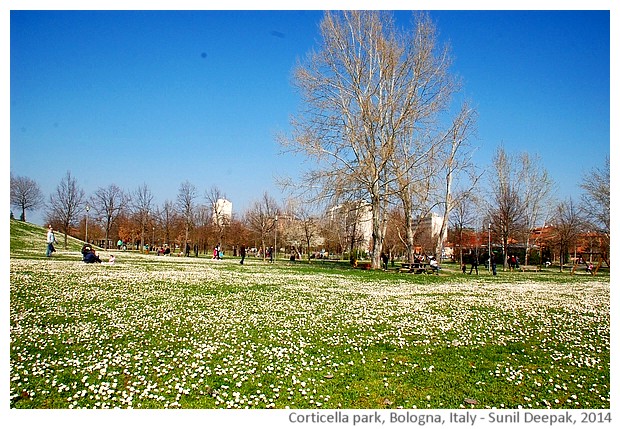 White flowers of spring, Corticella park, Bologna - images by Sunil Deepak, 2014