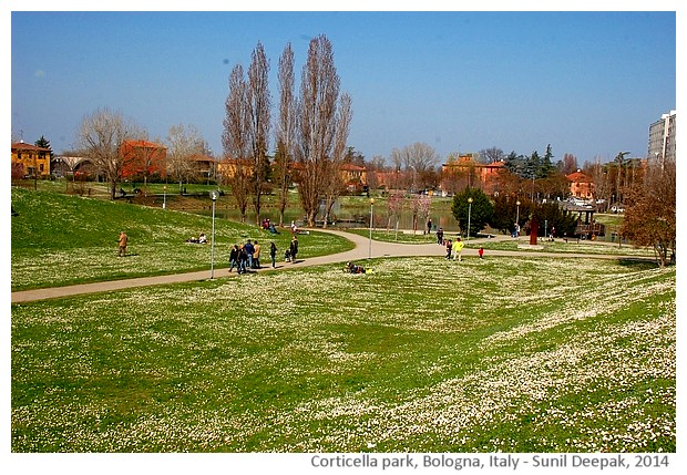 White flowers of spring, Corticella park, Bologna - images by Sunil Deepak, 2014