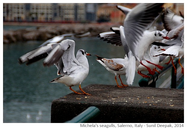 Michela giving bread to seagulls, Salerno, Italy - images by Sunil Deepak, 2014
