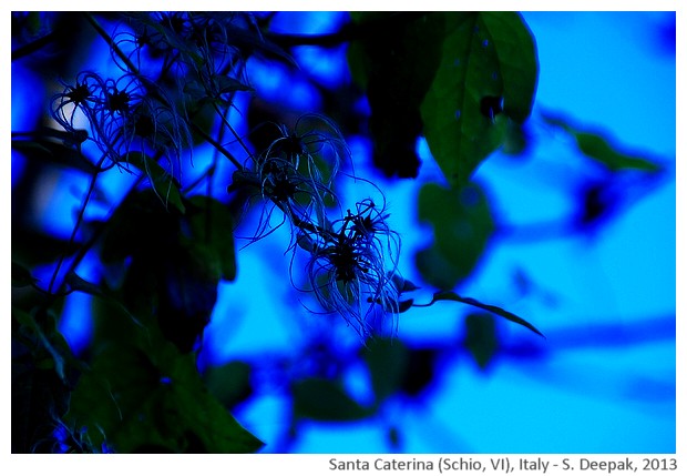 Nature, Santa Caterina Schio VI, Italy - S. Deepak, 2013