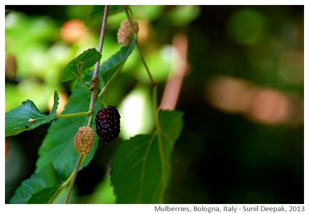 Mulberry, Bologna, Italy - images by Sunil Deepak, 2013