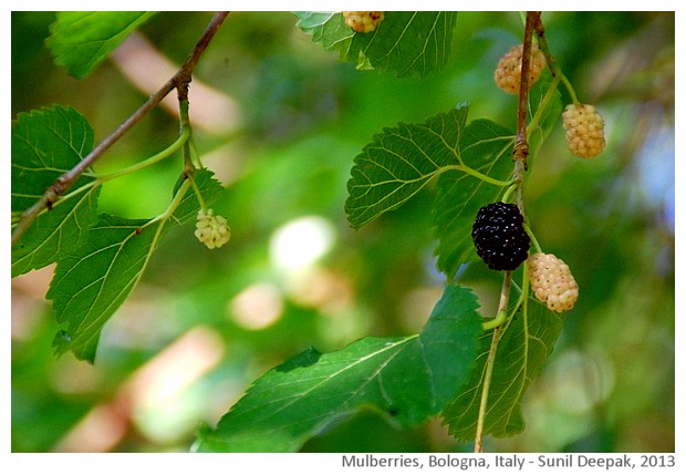 Mulberry, Bologna, Italy - images by Sunil Deepak, 2013