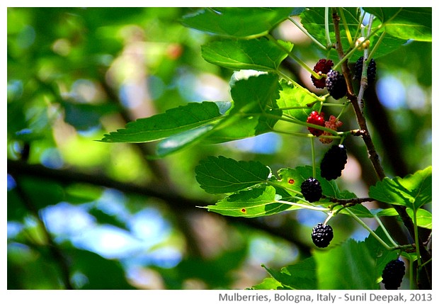 Mulberry, Bologna, Italy - images by Sunil Deepak, 2013