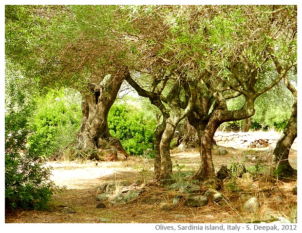 Olive trees, Sardinia, Italy - images by Sunil Deepak, 2012