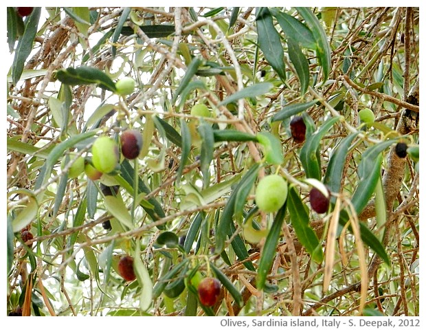 Olive trees, Sardinia, Italy - images by Sunil Deepak, 2012