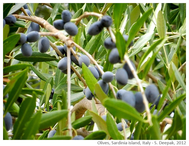 Olive trees, Sardinia, Italy - images by Sunil Deepak, 2012