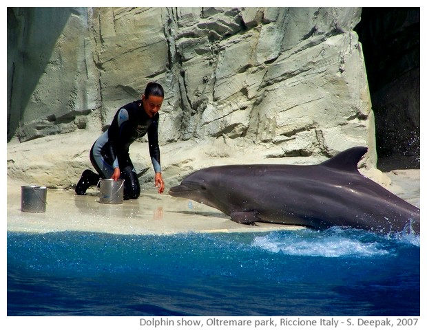 Dolphin show, Oltremare amusement park, Riccione, Italy - images by Sunil Deepak, 2007