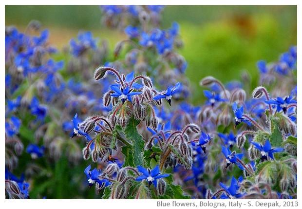 Blue flowers, Bologna, Italy - S. Deepak, 2013 