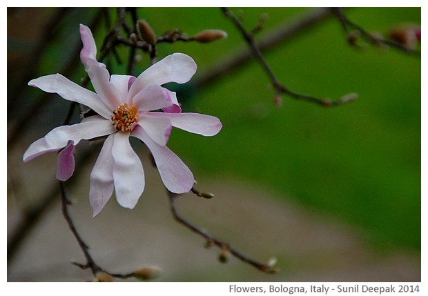 Flowers, Bologna, Italy - images by Sunil Deepak, 2014