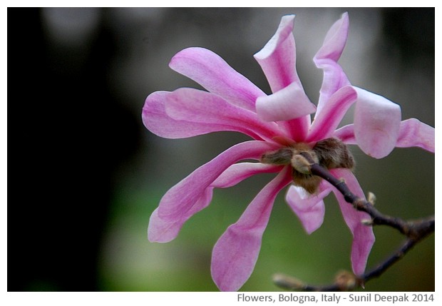 Flowers, Bologna, Italy - images by Sunil Deepak, 2014